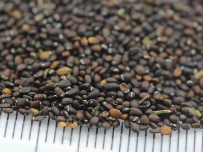 薄荷種子的市場價格是多少？