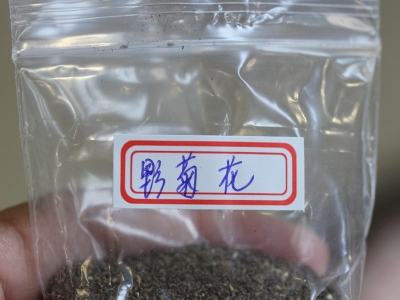 野菊花種子的零售價(jià)格是多少？