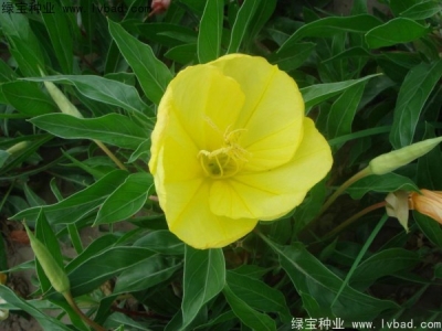 夜來香什么時(shí)候開花,夜來香花期有多久