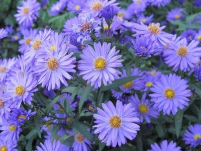 紫菀什么時(shí)候開(kāi)花,紫菀怎么種
