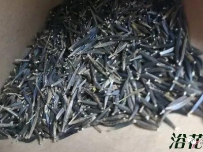 波斯菊種子是怎么樣種植的？