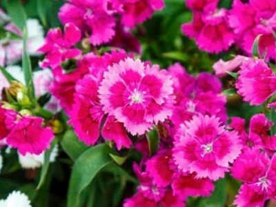 哪些草花好看又好養(yǎng)？？