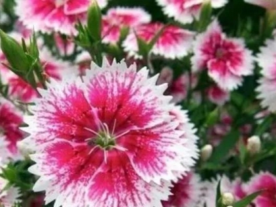 石竹花怎么養(yǎng)，石竹養(yǎng)殖方法和注意事項