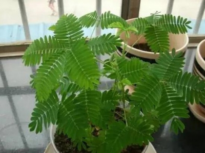 種植含羞草需要注意什么，如何才能讓它開花？