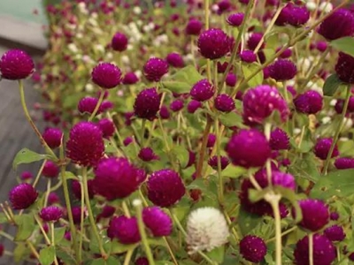 千日紅幾天發(fā)芽，播種后會多久開花？