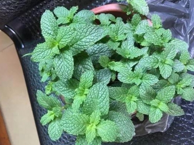 薄荷種子什么時候播種最好？