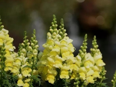 金魚草怎么養(yǎng)才能開花，開花后怎么養(yǎng)護(hù)