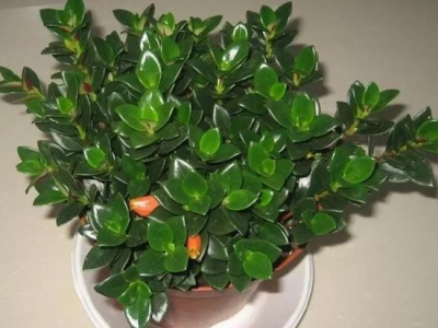 冬天能種植金魚草嗎？如何種植？