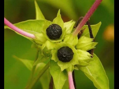 紫茉莉怎么播種？教你3個(gè)小步驟，播種后發(fā)芽迅速長勢快