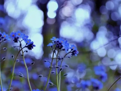 怎么正確種植勿忘我？勿忘我的生長(zhǎng)習(xí)性是什么？