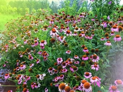 適合4月份種植的植物花卉有哪些？四月份適合種什么？