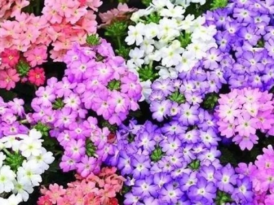 夏季種什么花？種美女櫻，開花旺盛，花期又長(zhǎng)，花色還豐富