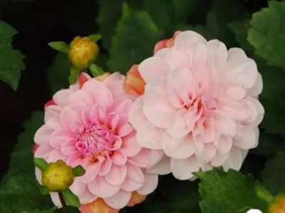 大麗花漂亮花期長(zhǎng)，如何種植好大麗花？