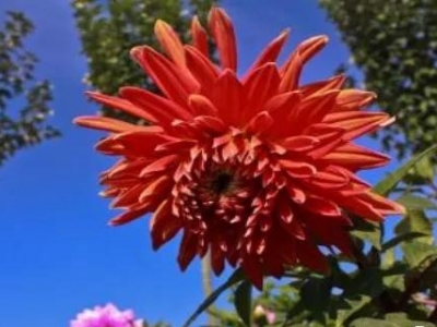 大麗花什么時(shí)候種植最合適？
