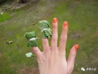 【中國鳳仙】鳳仙花怎么種植？