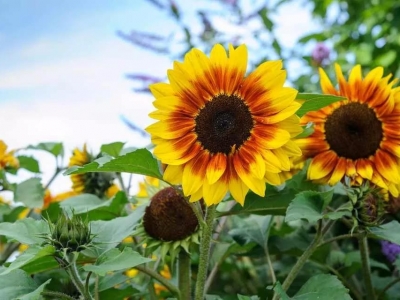 向日葵的種子種下去要多久發(fā)芽呢？