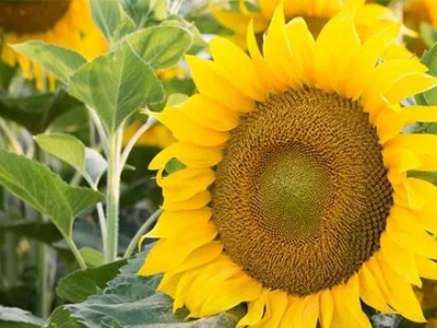 向日葵種子向日葵適合在什么時(shí)間播種？ 向日葵種植規(guī)模怎么樣？