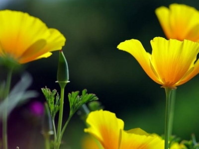 養(yǎng)護(hù)太陽(yáng)花的方法，以及太陽(yáng)花種子種植的注意方式