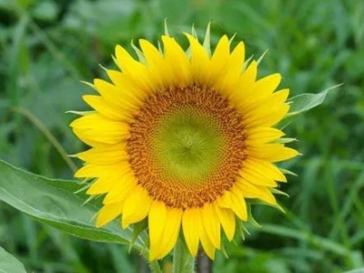 向日葵種子的發(fā)芽出苗？