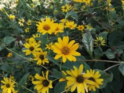 日光菊要如何種植嗎？