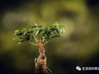 花菱草的種植方法！人參花什么時候播種？