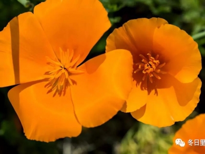 花菱草怎么種？花菱草栽培管理技巧