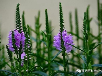 龍頭花的種植方法！怎么區(qū)別龍頭花與假龍頭花？