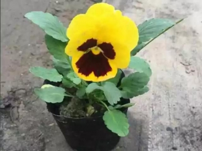 三色堇種子育苗技術，三色堇怎樣育苗？