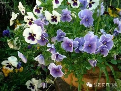 三色堇（蝴蝶花）怎么養(yǎng)？
