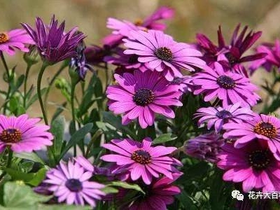 唯美丨萬(wàn)壽菊的種養(yǎng)殖方法，五月種下花開(kāi)一整夏！