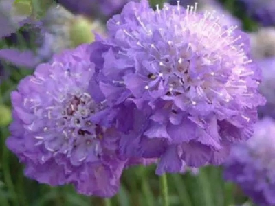 輪峰菊的形態(tài)特征、生長習性及種植方法