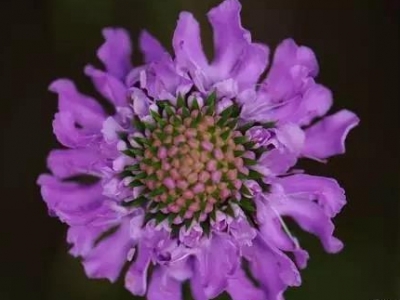 【植物大百科】藍盆花又名輪峰菊，花語是不能實現(xiàn)的愛情！