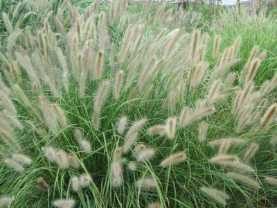 觀賞狼尾草種子應該去哪里買？