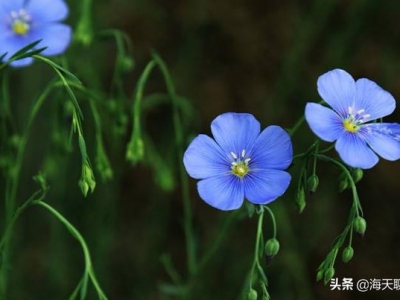 花語優(yōu)美、樸實之藍花亞麻，最低調(diào)的選擇