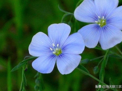藍花亞麻清淡素雅，優(yōu)美樸實低調(diào)選擇