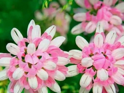 路邊的小冠花生命力旺盛，每次開花一大片，觀賞價值高能當(dāng)家花養(yǎng)