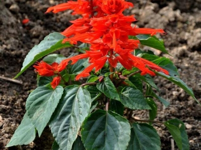這種植物名叫一串紅，細心養(yǎng)護，開花明艷