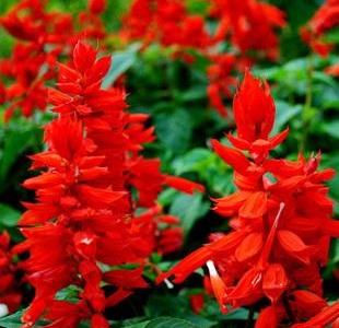 養(yǎng)護“一串紅”，做到這6個方面，生長旺盛花色嬌艷多彩
