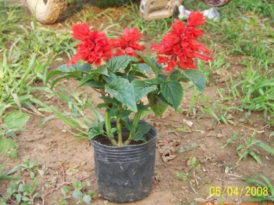 一串紅怎么養(yǎng)？這種“很丑”的花，葉子像雜草，但是開花紅艷艷