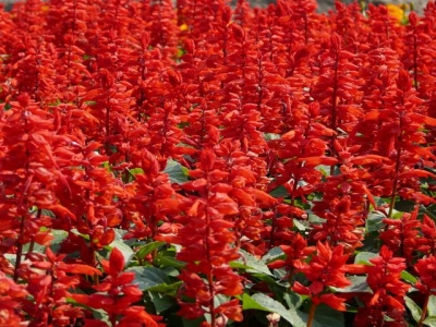 一串紅如何安全度過冬季？怎么養(yǎng)護才能開花多又艷？