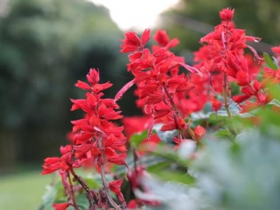 “一串紅”播種正當時，注意防治病蟲害，夏天陽臺添色彩