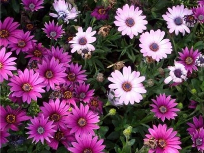 南非萬(wàn)壽菊，花開(kāi)特別美，一開(kāi)就是半年，不用管都輕松開(kāi)爆盆