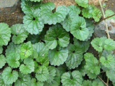 藿香薊種子怎么種？帶你了解藿香薊種子種植方法