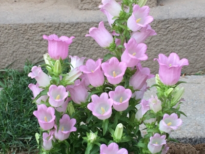 風(fēng)鈴花種子的播種時(shí)間是什么時(shí)候？