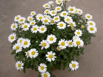 白晶菊什么時候開花