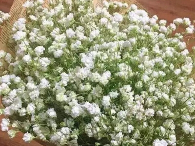 霞草種子應(yīng)該在幾月份播種？
