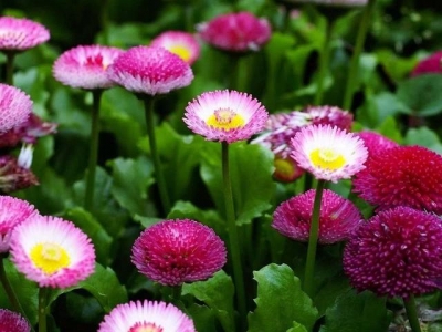 秋季適合播種培育的雛菊，這5個品種很好養(yǎng)，每年可重復(fù)開花