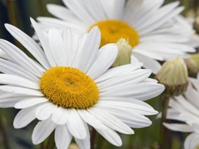 雛菊培育方法有哪些，養(yǎng)成盆栽真不錯！