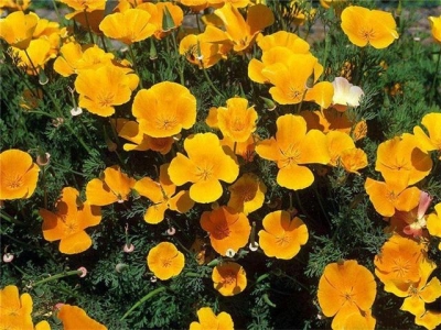 如何種植花菱草？如何養(yǎng)護花菱草？