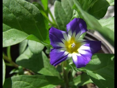 觀賞價值高開花顏色分明，三色旋花成熱門選擇，你知道怎么養(yǎng)護嗎